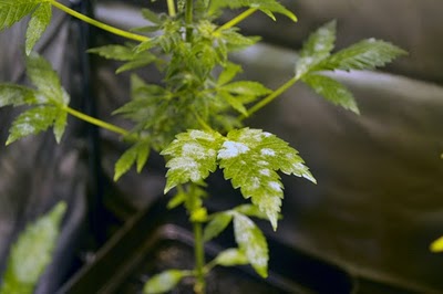 Mildiu planta Cannabis-marihuana