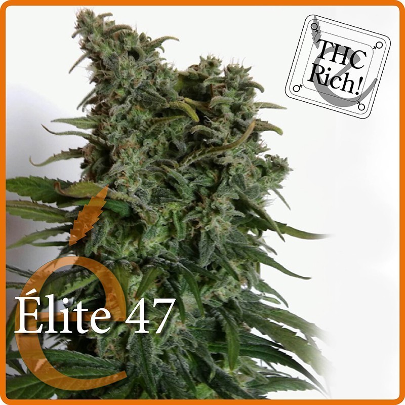 Élite 47 (Elite Seeds) Semilla Feminizada Cannabis- 1