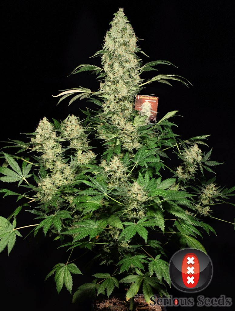 ak47-female-cannabis-seeds-serious 1