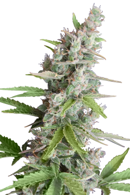 Akauto (SeedMakers) SEmilla Feminizada Autofloreciente Cannabis, 0
