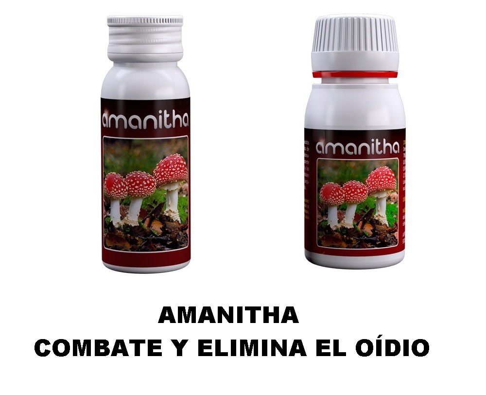 MANITHA (Agrobacterias) 2