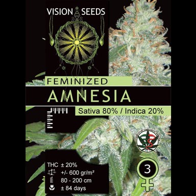 Amnesia (Vision Seeds), Semilla Feminizada 1
