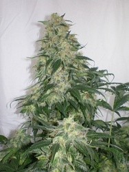 Amnesia Bilbo (Genehtik Seeds) Semilla feminizada Cannabis-Marihuana 0