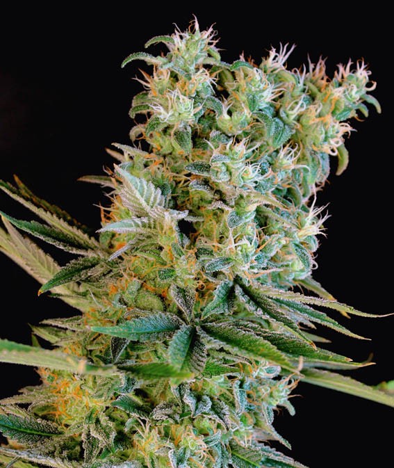 Amnesia Bilbo (Genehtik Seeds) Semilla feminizada Cannabis-Marihuana 1