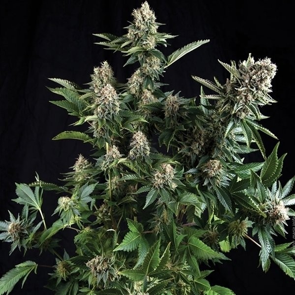 Auto White Widow (Pyramid) Semilla Feminizada Autofloreciente Cannabis-Marihuana 0