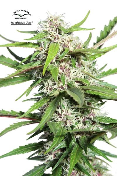AutoFrisian Dew (Dutch Passion)Semilla Autofloreciente Cannabis 0
