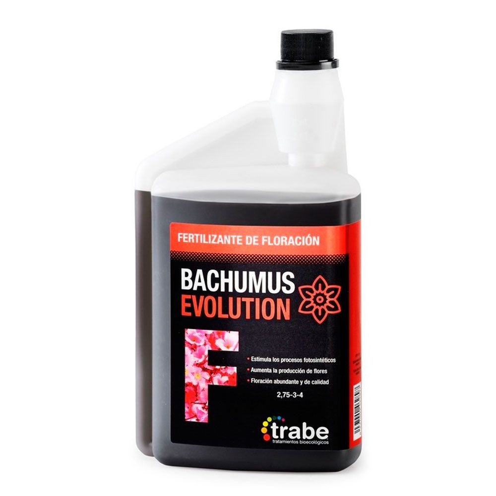 bachumus-evolution-floracion-trabe 0