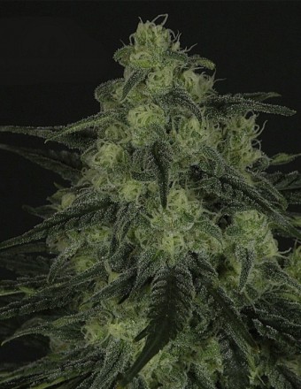 Black Valley (Ripper Seeds) Semilla Feminizada de Cannabis 1