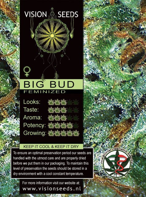 Big Bud semilla marihuana 1