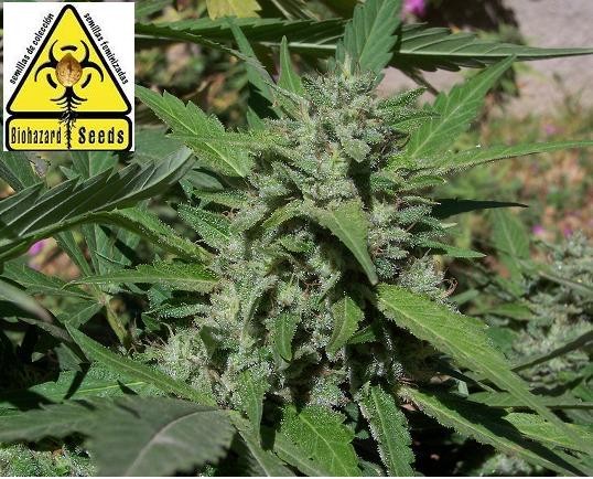 Biohazard Seeds Semilla marihuana feminizada Coleccionista #1  0