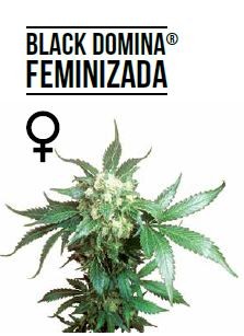 Black Domina Feminizada (Sensi Seeds) 0