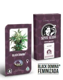 Black Domina Feminizada (Sensi Seeds) 2