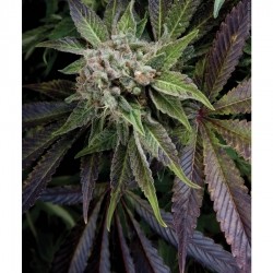 Auto Blue (Pyramid Seeds) Semilla Autofloreciente de Cannabis 0