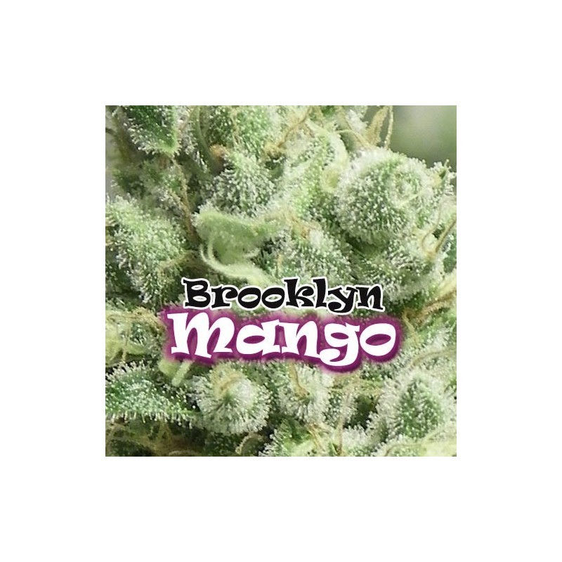 Brooklyn Mango (Dr. Underground Seeds) Semillas Feminizadas Cannabis-Marihuana 1