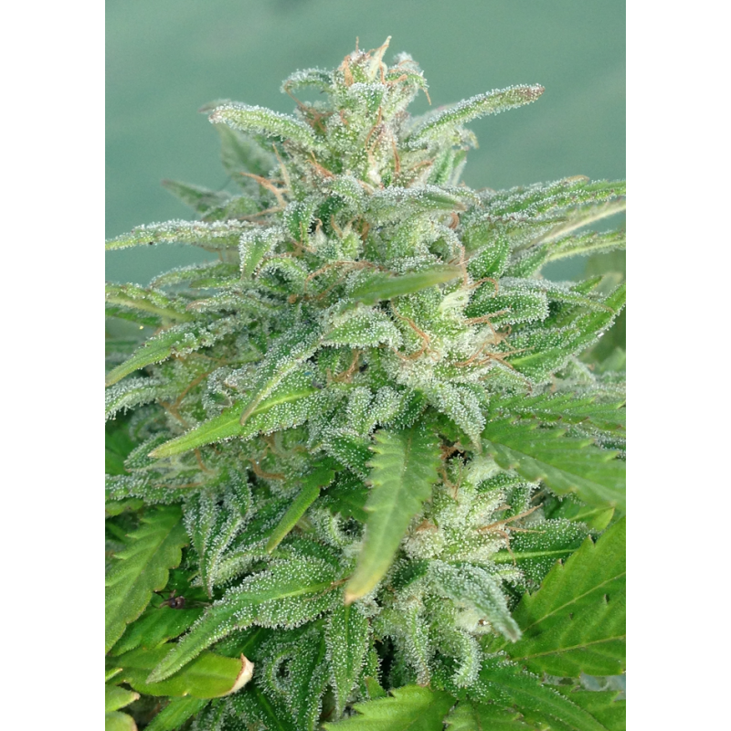 Brooklyn Mango (Dr. Underground Seeds) Semillas Feminizadas Cannabis-Marihuana 3