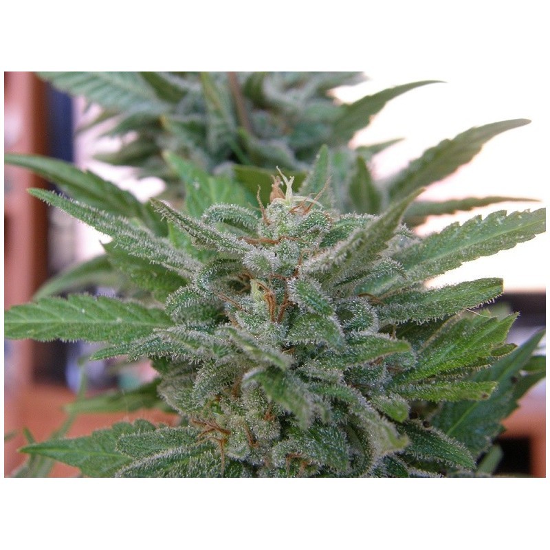 Brooklyn Mango (Dr. Underground Seeds) Semillas Feminizadas Cannabis-Marihuana 2