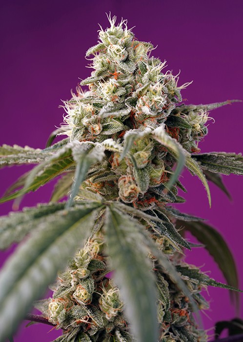 bruce-banner-auto-sweet-seeds 0