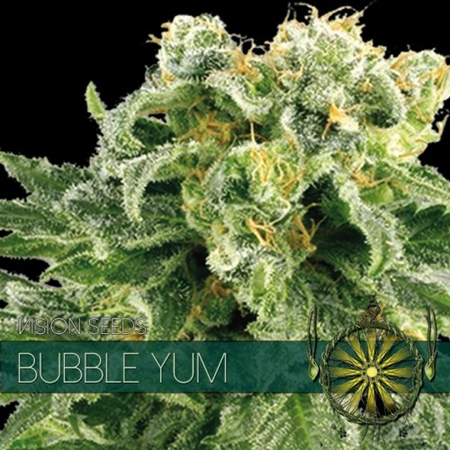 Bubble Yum Vision Seeds  2