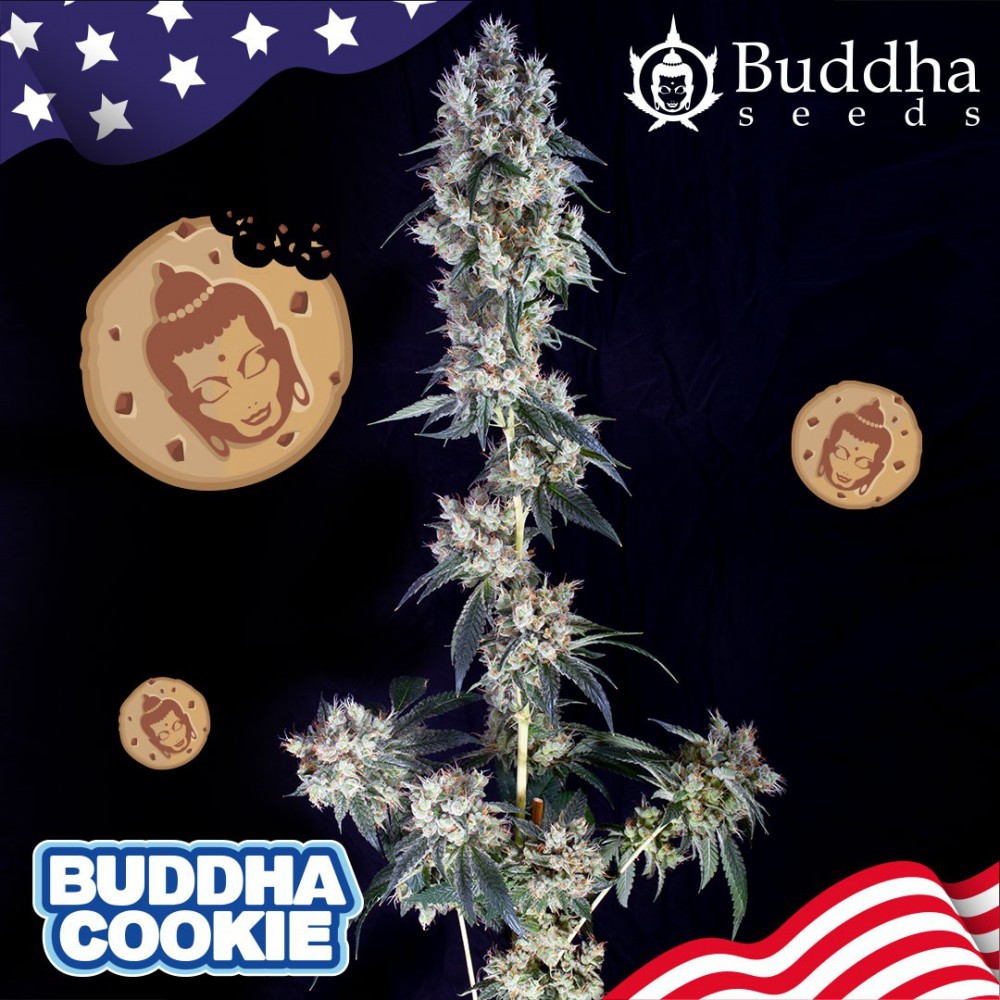 buddha-cookie-buddha-seeds-usa-collection 0