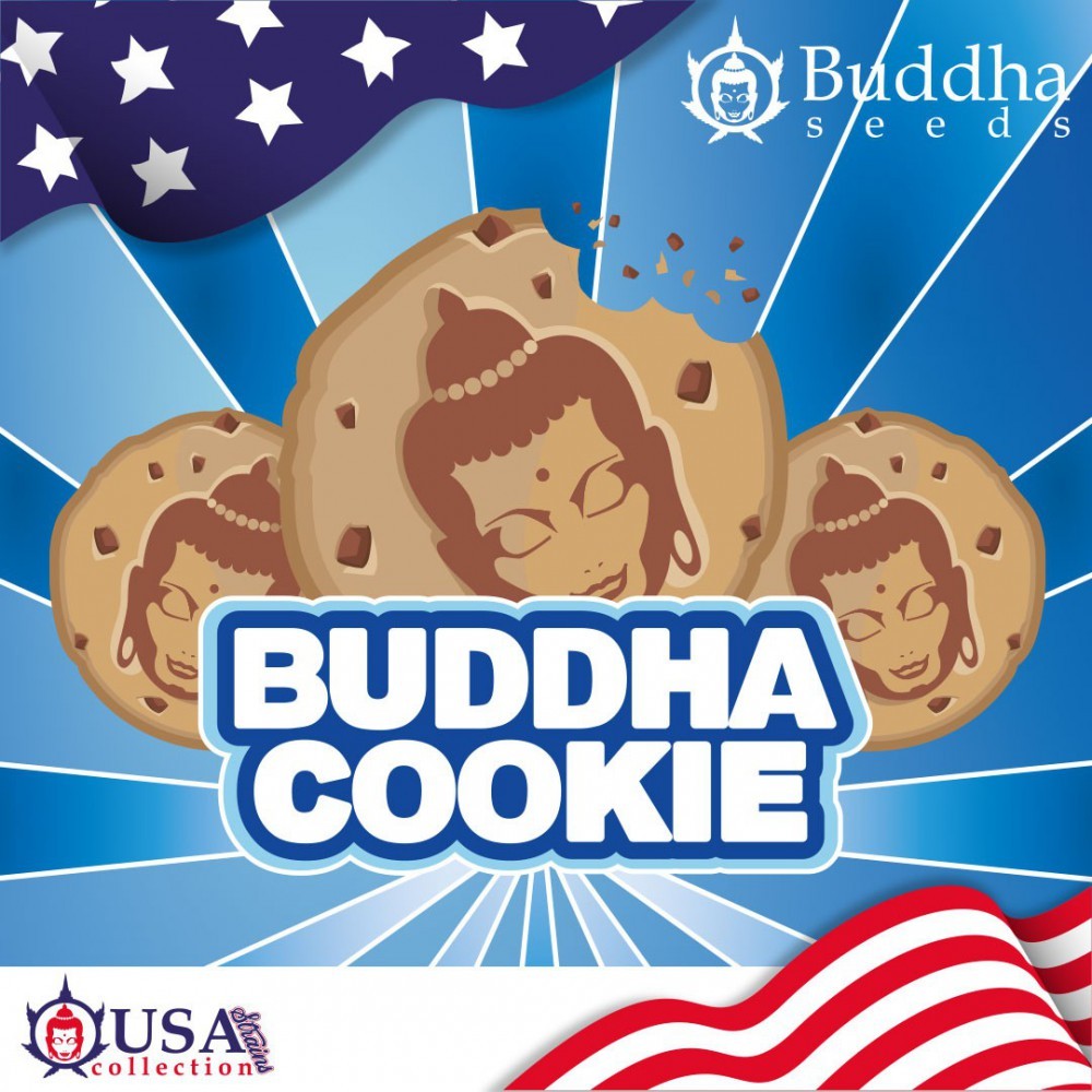 buddha-cookie-buddha-seeds-usa-collection 1