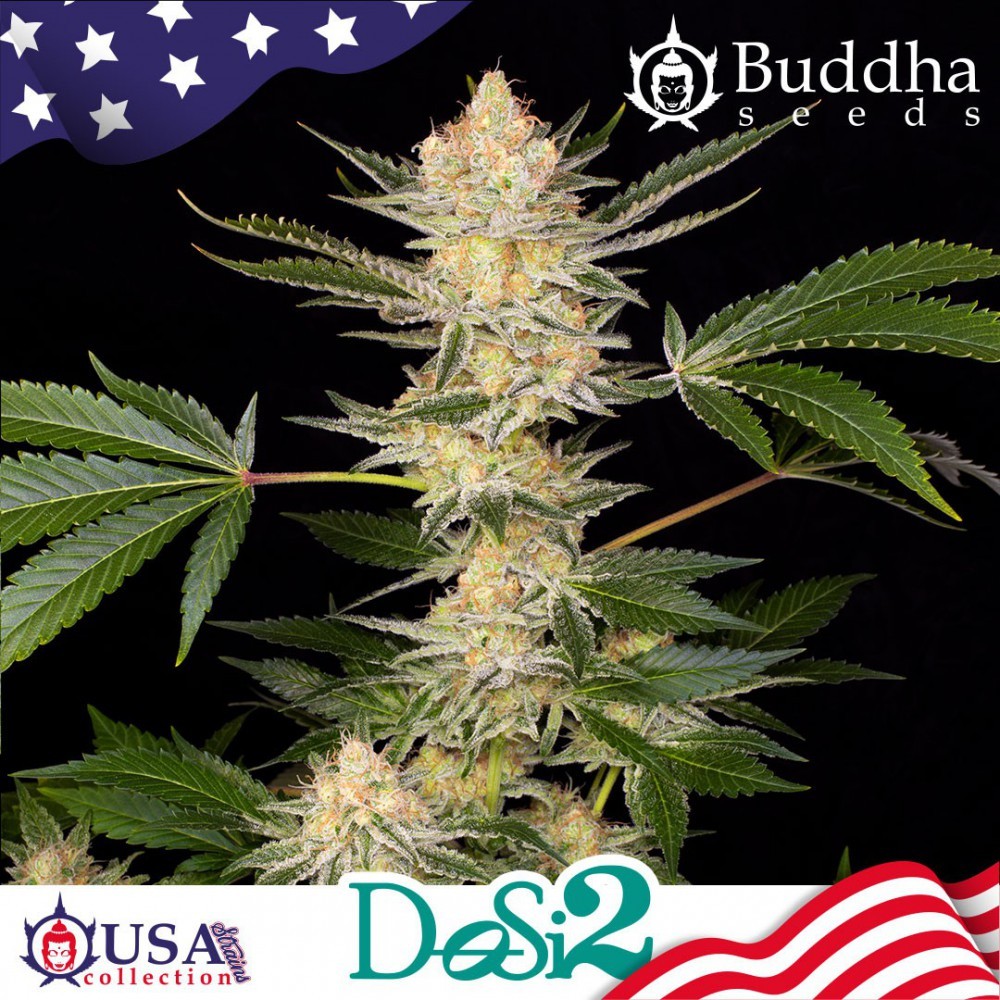 Buddha Dosi2 (Buddha Seeds USA Collection) 0