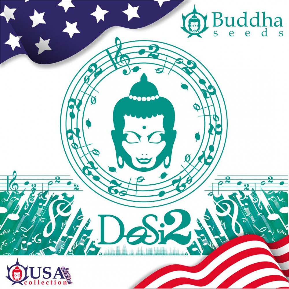 Buddha Dosi2 (Buddha Seeds USA Collection) 1