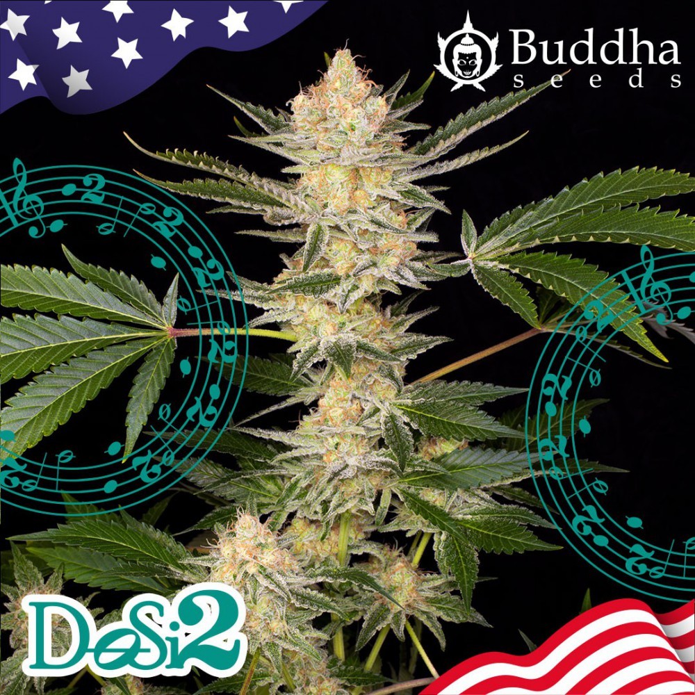 Buddha Dosi2 (Buddha Seeds USA Collection) 2