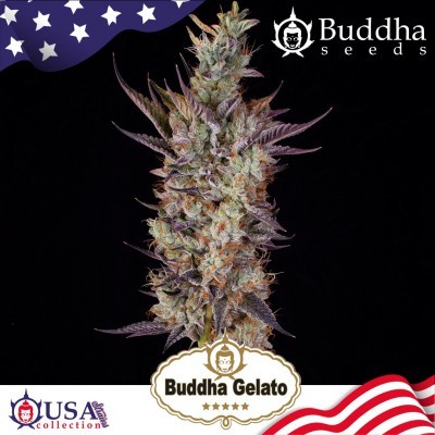 Buddha Gelato (Buddha Seeds USA Collection) 1