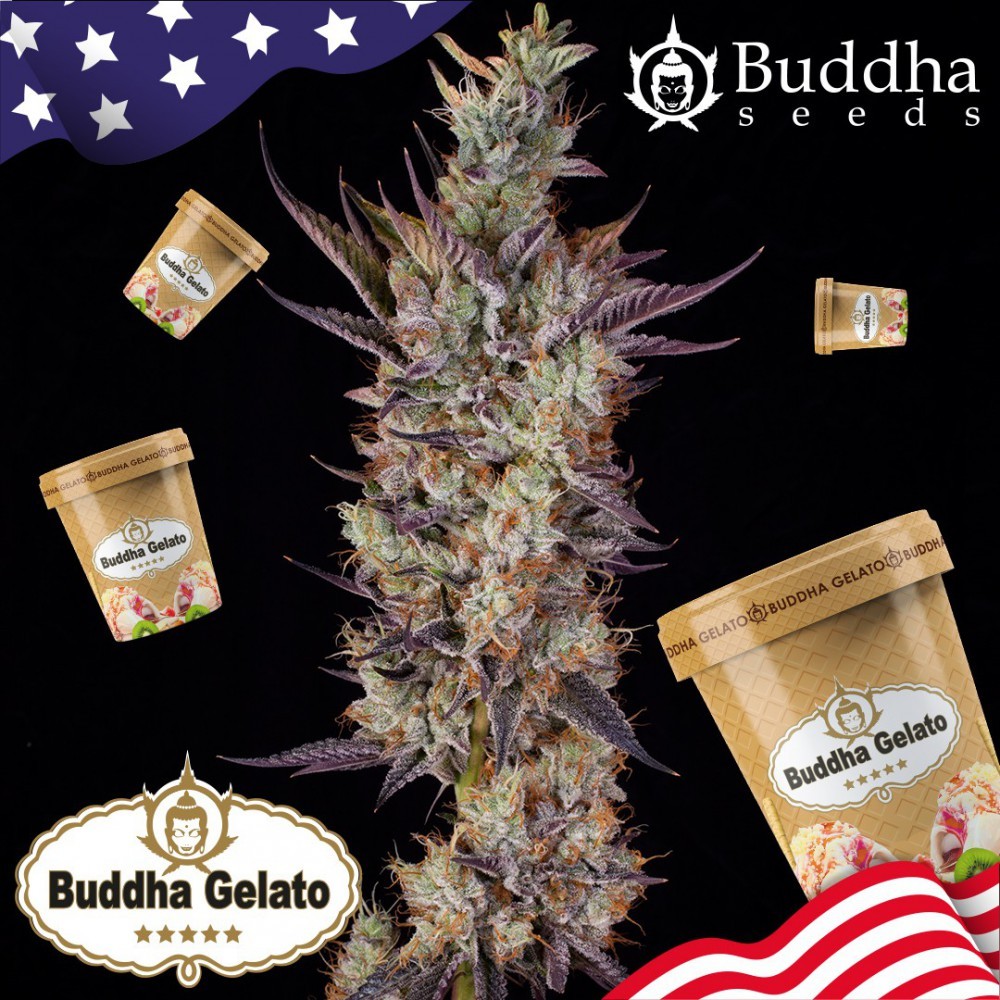 Buddha Gelato (Buddha Seeds USA Collection) 2
