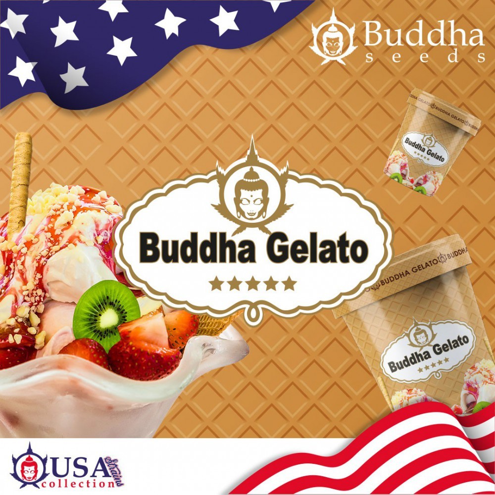 Buddha Gelato (Buddha Seeds USA Collection) 0