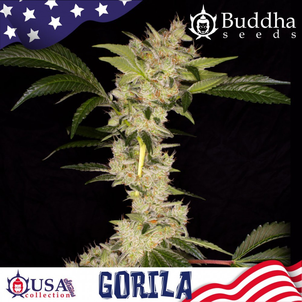 buddha-gorila-buddha-seeds-usa-collection 1