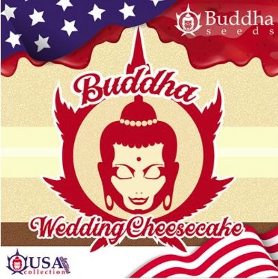 Buddha Wedding Cheesecake (Buddha Seeds USA Collection) 1