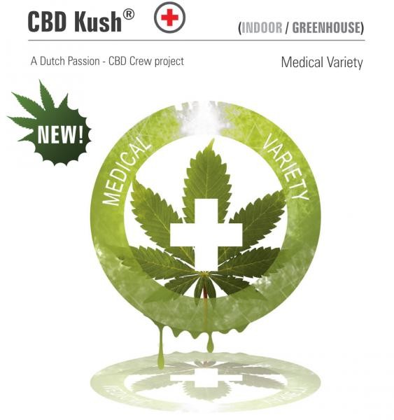 CBD Kush (Dutch Passion) Semilla Feminizada de Marihuana 0