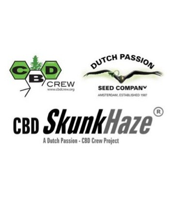 CBD Skunk Haze (Dutch Passion) Semilla Feminizada de Cannabis 1