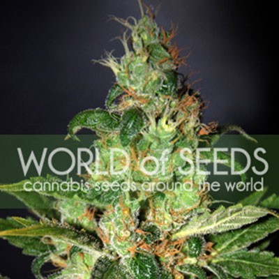 Chronic Haze (World of Seeds) Feminizada  1
