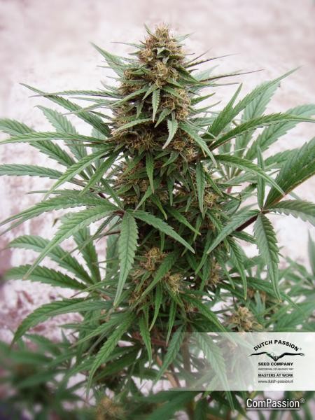 CBD ComPassion (Dutch Passion) Semilla Feminizada de Cannabis 1