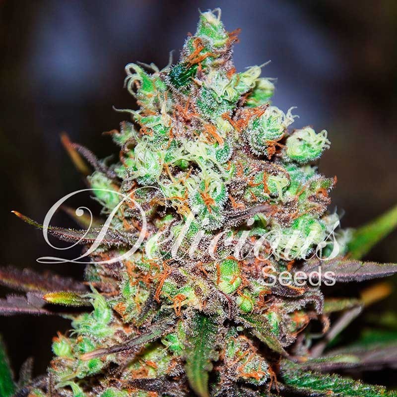 Cotton Candy (Delicious Seeds) 1