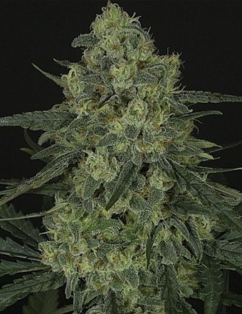 Criminal + (Ripper Seeds) Semilla Feminizada de Cannabis 0