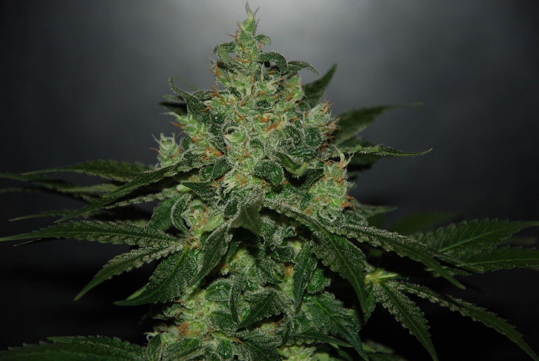 Critical Jack Herer Auto (Delicious Seeds) 0