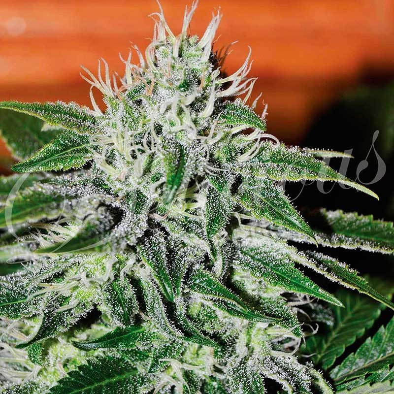 Critical Jack Herer (Delicious Seeds) 1
