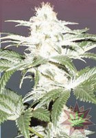 Critical Yumbolt (Delicious Seeds) 1