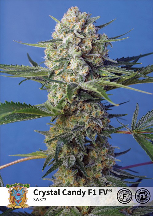Crystal Candy F1 Fast Version (Sweet Seeds) 0