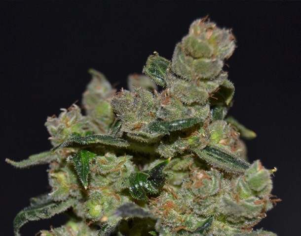Diesel de Cbd Seeds Semilla Cannabis Feminizada 0