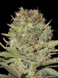Semilla Dubble Gum (Profesional Seeds) Feminizada Cannabis 0