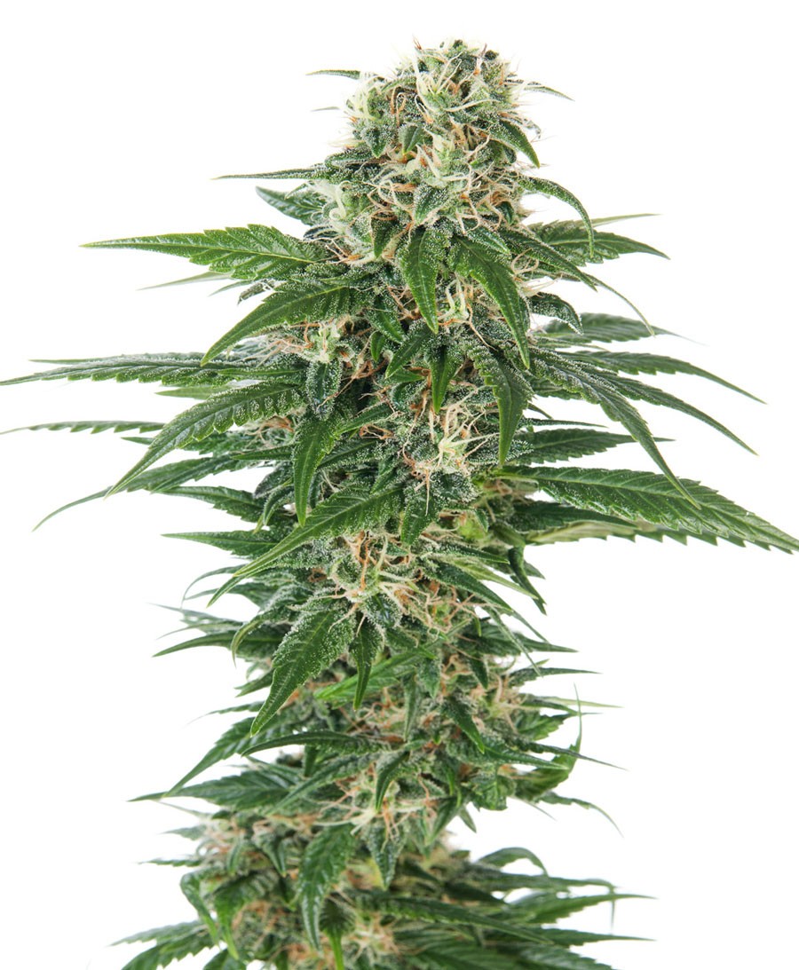 Early Skunk Automatic (Sensi Seeds) 0