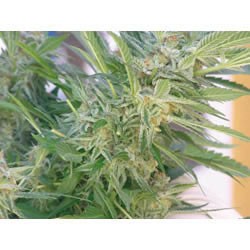 Élite 47 (Elite Seeds) Semilla Feminizada Cannabis- 0