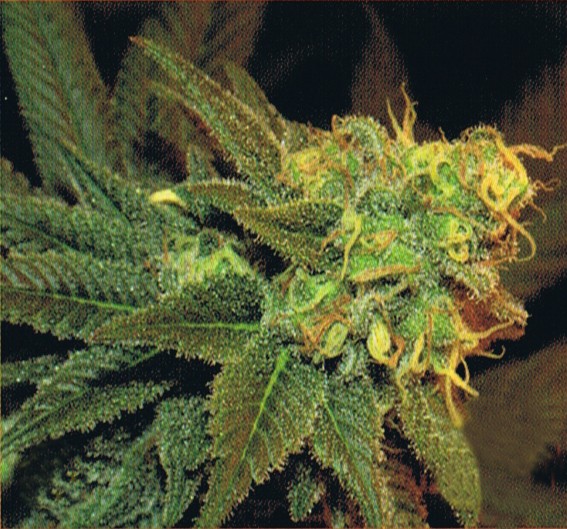 ESE T. Bilbo Auto (Genehtik Seeds) Semilla Autofloración feminizada Cannabis 0