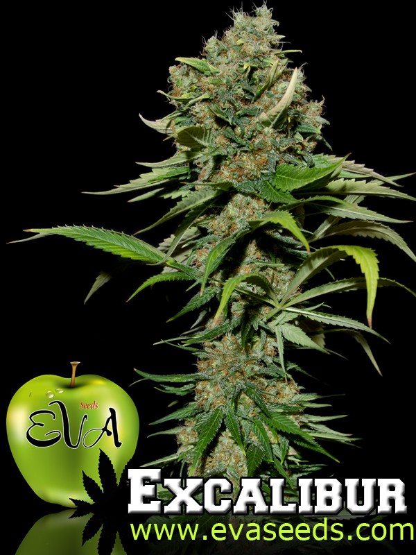 Excalibur (Eva Seeds) Semilla Feminizada de Cannabis 0