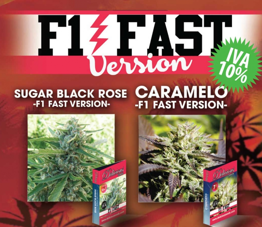 Sugar Black Rose F1 Early Version (Delicious Seeds) 1
