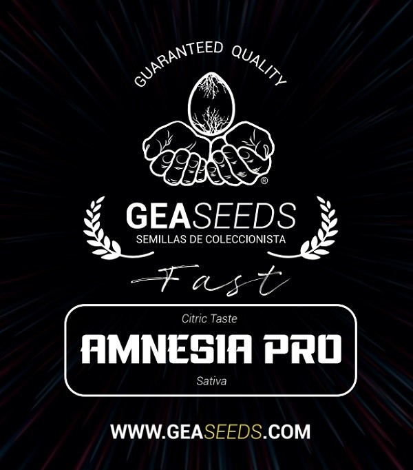 Fast Amnesia Pro Feminizada (Gea Seeds) 0